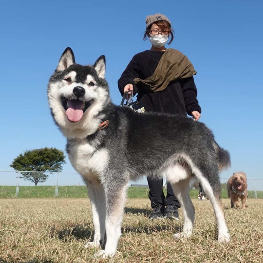 山田 恵と愛犬